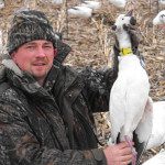 This is our only neck collar during the 2013 Spring Snow Goose Season. Since they have stopped collaring snows several years back they have become increasingly rare.