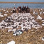 This is the best day we have ever had snow goose hunting. It was a guides hunt in ND with 7 hunters. We shot 263 snow geese and 4 banded birds.