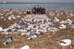 This is the best day we have ever had snow goose hunting. It was a guides hunt in ND with 7 hunters. We shot 263 snow geese and 4 banded birds.