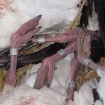 Here are the 4 banded birds we shot on the 263 bird day. Three had regular leg bands and one snow goose was double banded with a $100 reward band.