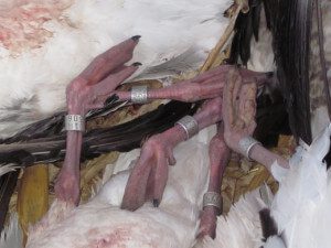 Here are the 4 banded birds we shot on the 263 bird day. Three had regular leg bands and one snow goose was double banded with a $100 reward band.