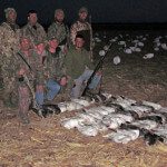 Spring Snow goose season 2012