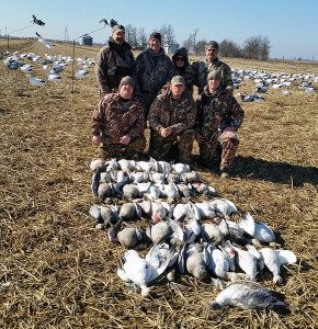 Above Average Snow Goose Hunt