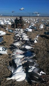 Arkansas 2015 Snow Goose Hunt 1