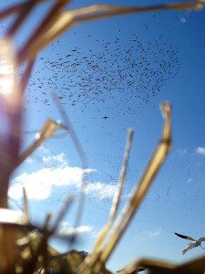 Arkansas 2015 Snow Goose Hunt 10