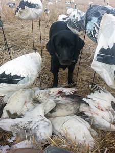 Arkansas Snow Goose Hunts