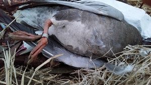 Banded Blue Goose