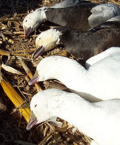 Blue Goose & Ross