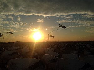CL2_13 Arkansas 2015 Snow Goose Hunt