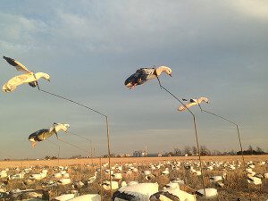 CL2_13_2 Arkansas 2015 Snow Goose Hunt