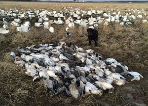 IMG_0045 Arkansas 2015 Snow Goose Hunt