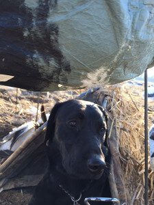 IMG_0083 Arkansas 2015 Snow Goose Hunt