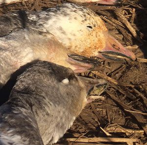 Juvy Snow & Blue Geese
