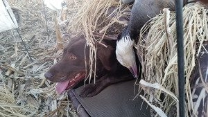 Lab & BLue Goose