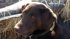 Lab Snow Goose Hunting