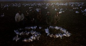 Nebraska 50 Bird Snow Goose Hunt