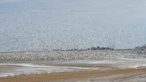Snow Geese Feeding in a bean field
