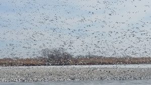 Snow Geese on Nebraska Refuge