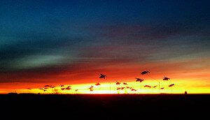 Snow Goose Flyer sunset