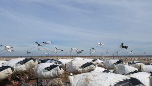 Snow Goose Flyers