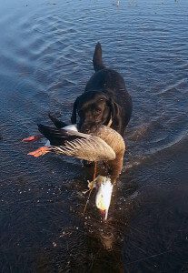 Snow Goose Water Retrieve