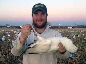 Snow Goose guide with band
