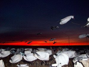Sun Set over snow goose decoys