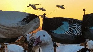 Sunrise Snow Goose Flyers