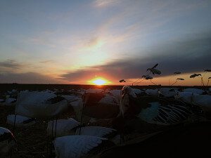 Sunset over Snow Goose Flyers
