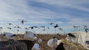 View of the snow goose spread from my blind