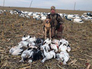 Yellow Lab Snow Goose Hunting