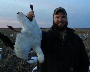 counsins banded snow goose
