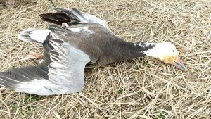 Spring Snow Goose Hunting Www.huntupnorth.com 148