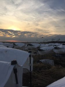 Spring Snow Goose Hunting Www.huntupnorth.com 152