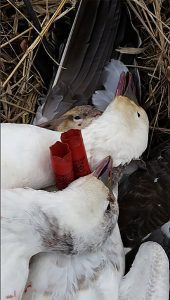 Spring Snow Goose Hunting Www.huntupnorth.com 166