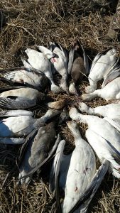 Spring Snow Goose Hunting Www.huntupnorth.com 181