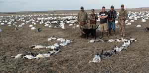 Spring Snow Goose Hunting Www.huntupnorth.com 198