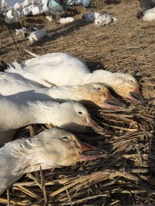 Spring Snow Goose Hunting Www.huntupnorth.com 200