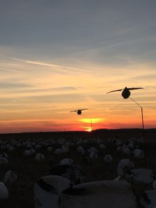 Spring Snow Goose Hunting Www.huntupnorth.com 222