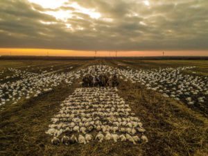 Arkansas snow goose hunts including Iowa