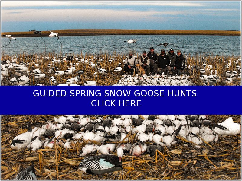 Click to learn about Guided Spring Snow Goose Hunts 