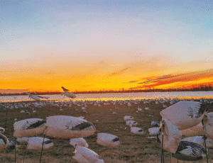 Sunrise on Arkansas Snow Goose Spread