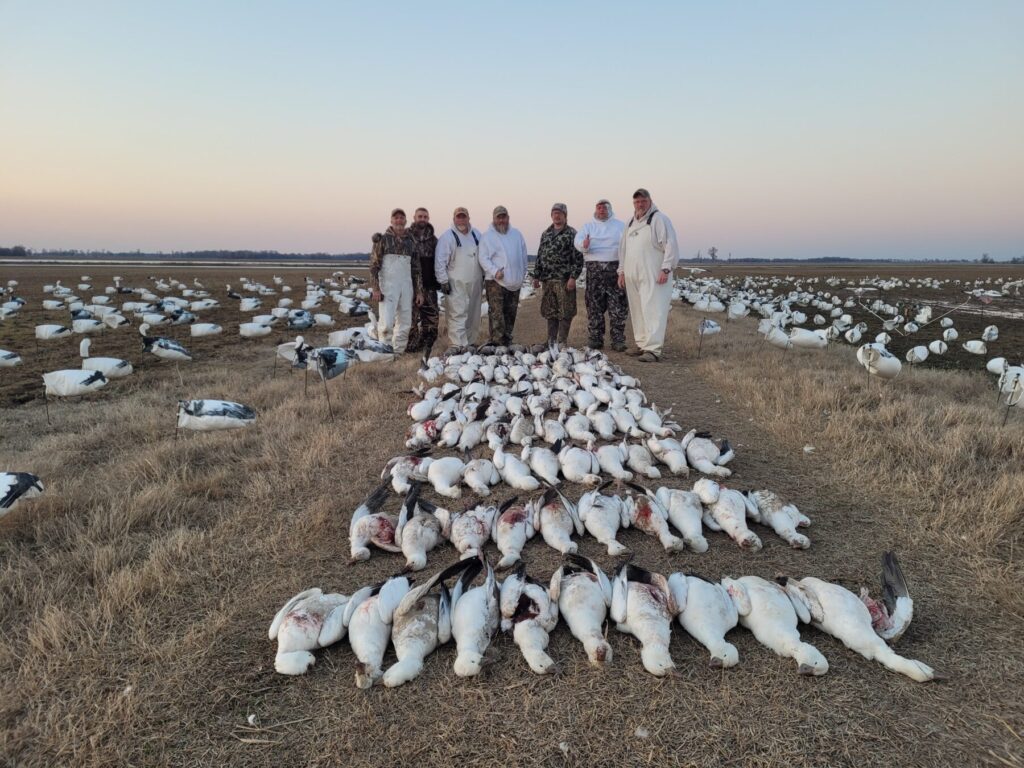 Best Spring Snow Goose Hunt in our 2025 Season