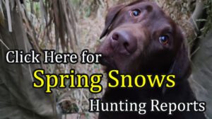 Spring Snow Goose Hunting Reports Button
